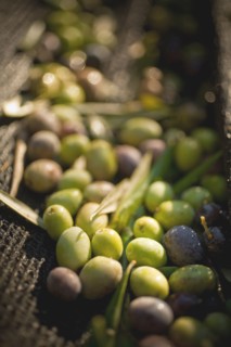 Green and black olives in basket