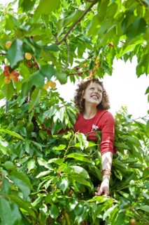Caucasian woman in cherry tree