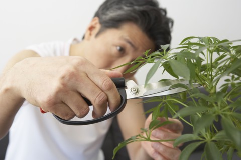 Asian man pruning bonsai tree