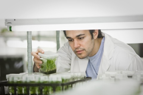 Middle Eastern scientist working in laboratory