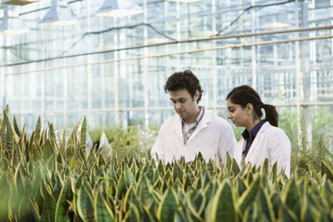 Scientists working in greenhouse