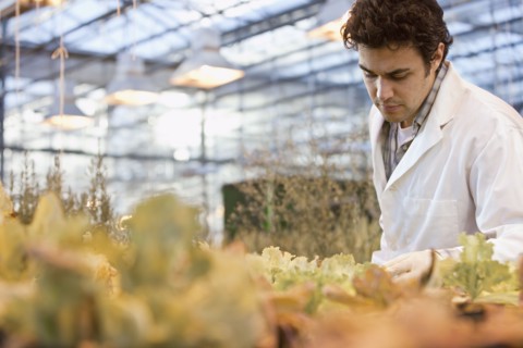 Middle Eastern scientist working in greenhouse