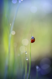 Ladybug clinging to blade of grass