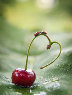 Ladybugs on heart-shaped cherry stem