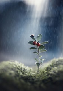 Ladybug on seedling in rain