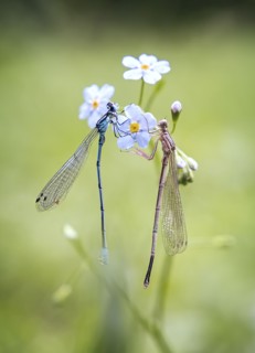 Dragonflies on flower petals