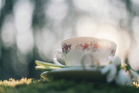 Low angle view of teacup and flower on moss
