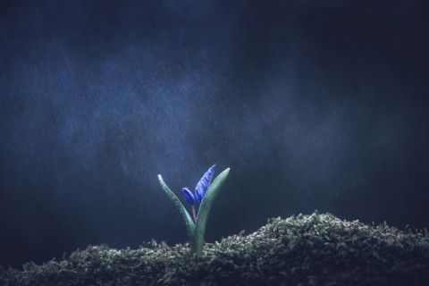 Rain on flower blooming in moss
