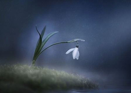 Rain on flower in moss