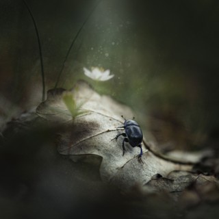 Close up of beetle on leaf