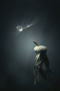 Close up of water droplets on dandelion seeds