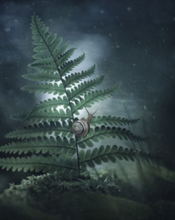 Close up of snail climbing on leaf