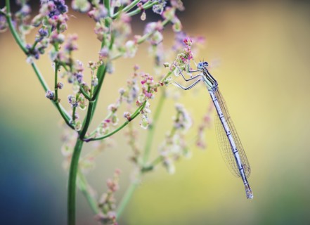 Close up of dragonfly on wildflower