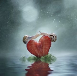 Close up of snails balancing on heart-shaped strawberry slice