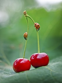 Close up of ladybugs on cherry stems