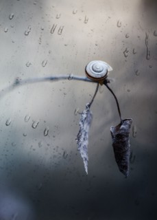 Snail crawling on twig in rain