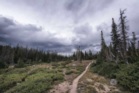 Clouds over trail in forest landscape