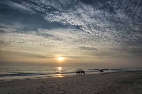 Distant horses on beach at sunset