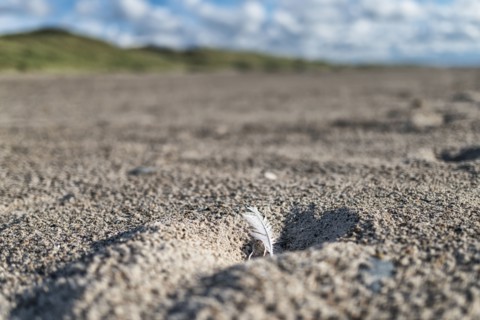 Feather in hole on beach
