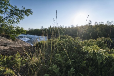 Foliage near remote river