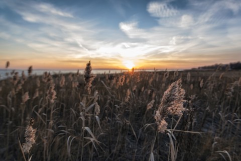 Tall grass on beach at sunset