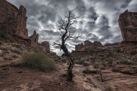 Barren tree  in desert under clouds