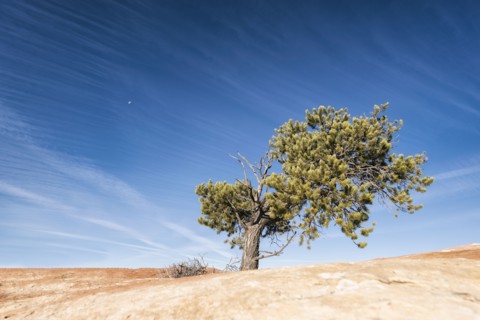 Tree in desert