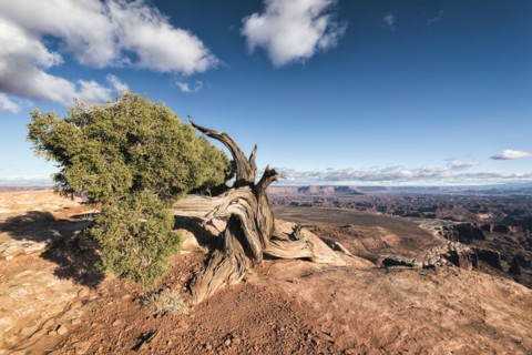 Tree in desert