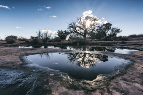 Reflection of tree in puddle