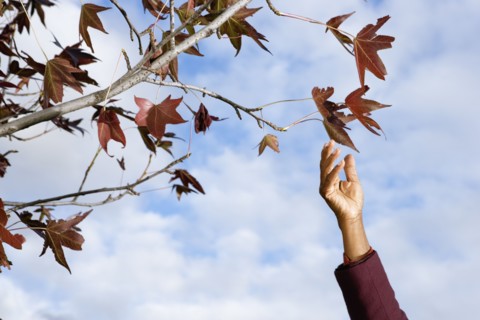 African woman's hand reaching for leaves on tree