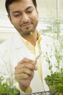 Pakistani scientist testing plant growth