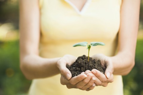Hispanic woman holding seedling