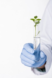 Hispanic scientist holding test tube containing sprout