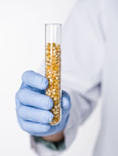 Hispanic scientist holding test tube containing corn