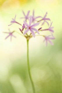 Pink blooming flower