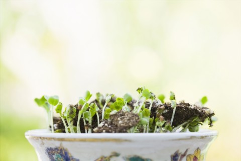 Sprouts growing in bowl