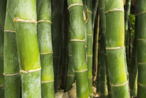 Growing green bamboo