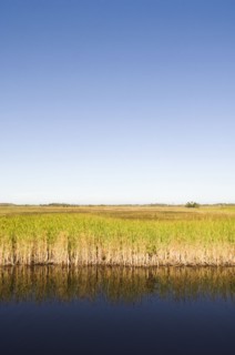 Water and grass in everglades