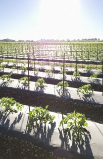Tomato crop growing in field