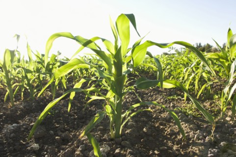 Corn growing in field