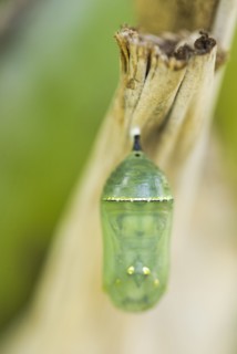 Close up of Monarch butterfly chrysalis