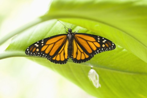 Monarch butterfly perching on leaf