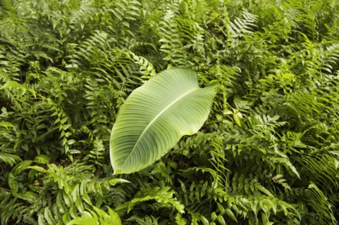 Leaf sitting on bed of ferns