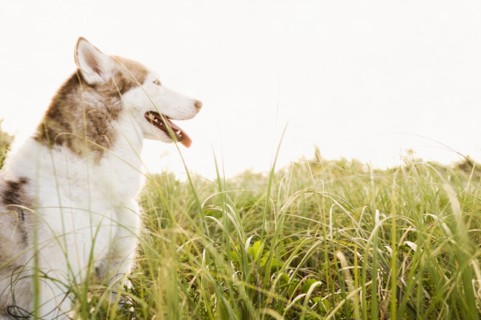 Dog panting in tall grass