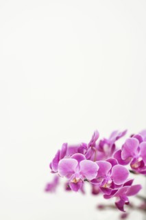 Close up of purple orchids