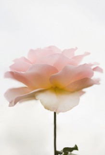 Close up of pink rose