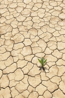 Green plant growing from cracked dry soil