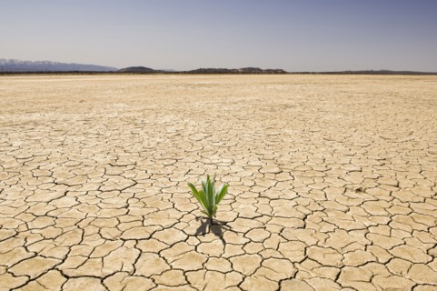 Green plant growing from cracked dry soil in desert landscape