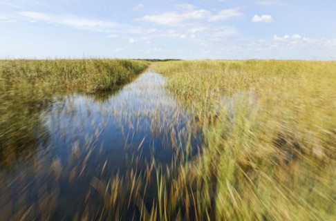 Blurred view of tall grass in remote swamp