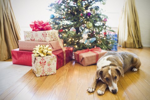 Dog laying by presents under Christmas tree